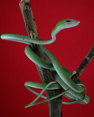 green snake on a tree