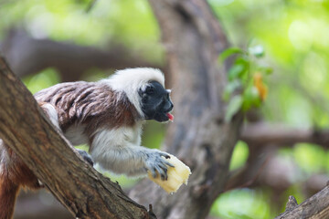 Tamarin