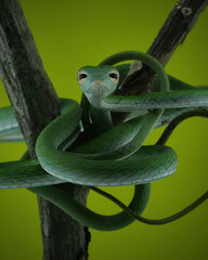 green snake on a tree