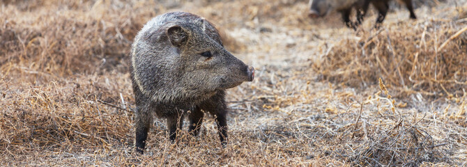 Wild boar