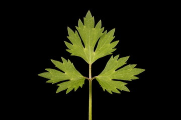 Creeping Buttercup (Ranunculus repens). Leaf Closeup