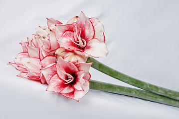Lilies bouquet on the white background