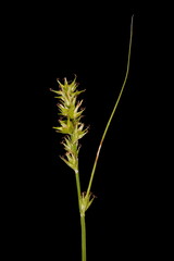 Spiked Sedge (Carex spicata). Inflorescence Closeup