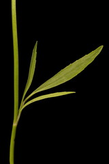 Lesser Spearwort (Ranunculus flammula). Cauline Leaf Closeup