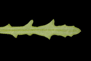 Groundsel (Senecio vulgaris). Upper Cauline Leaf Closeup