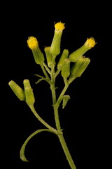 Groundsel (Senecio vulgaris). Synflorescence Closeup