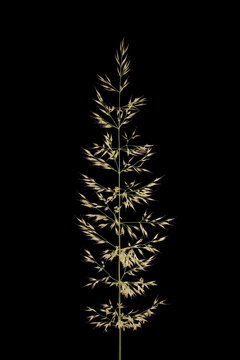 Korean Feather Reed Grass (Calamagrostis arundinacea). Inflorescence Closeup