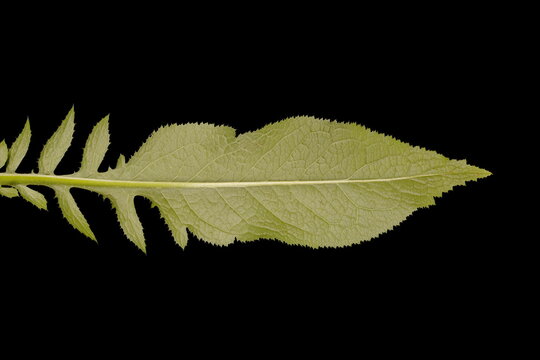 Saw-Wort (Serratula tinctoria). Leaf Closeup