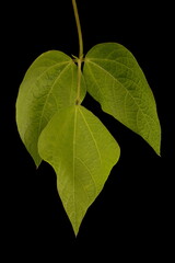 Runner Bean (Phaseolus coccineus). Leaf Closeup