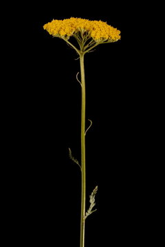 Fern-Leaf Yarrow (Achillea filipendulina). Synflorescence Closeup