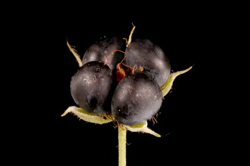 Dewberry (Rubus caesius). Fruit Closeup - obrazy, fototapety, plakaty