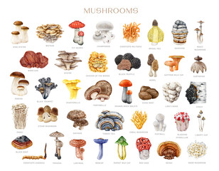 Different mushrooms big set. Watercolor painted illustration. Hand drawn various edible and medicinal fungi collection. Vintage style mushroom element with names big collection. White background