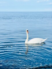 swan on the water