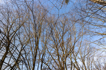 Bare trees in early spring in sunny clear weather