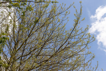the green foliage of the ash tree in the spring season