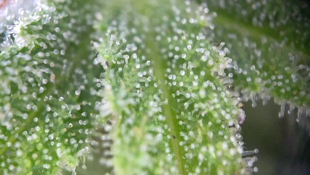 Smooth microscopic Marijuana Cannabis Trichomes close up, macro focusing THC CBD