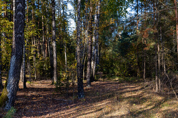 Autumn forest with trees during leaf fall