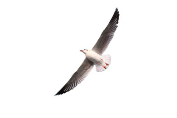 Seagull is flying in the blue sky. It is seabird, usually grey and white. It takes live food crabs and small fish while isolated on white background.