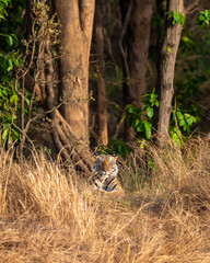 wild large and huge male tiger or panthera tigris resting his body in golden hour evening light in natural environment on hot summer day season safari at bandhavgarh national park madhya pradesh india