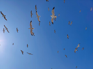 blue sky and flying seagulls