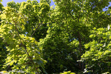 A variety of trees growing in the park