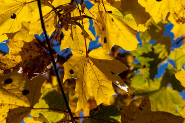 Maple tree foliage in autumn