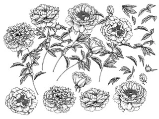 Vector set of 22 elements of flowers, leaves and buds of peonies in the style of engraving