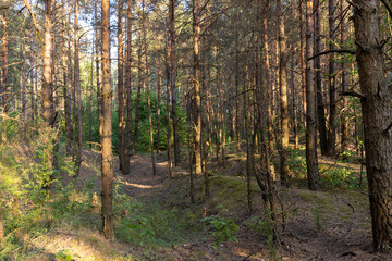 Fototapeta premium mixed forest with large and old trees before sunset