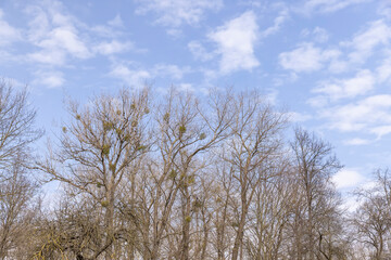 maple trees without foliage in the spring season