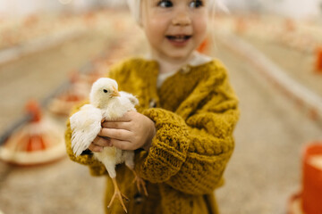 closeup of a child holding a chick at a poultry farm.