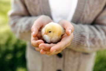 Closeup of a chick in woman's palms, outdoors.