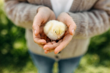 Closeup of a chick in woman's palms, outdoors.