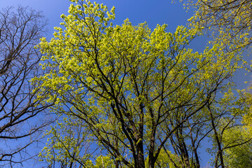 green young foliage of spring maples