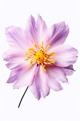 A beautiful flower highlighted on a white background Generative AI