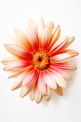 A beautiful flower highlighted on a white background Generative AI