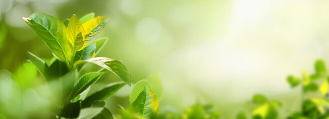 Beautiful natural spring summer defocused panoramic background frame with fresh juicy foliage and...