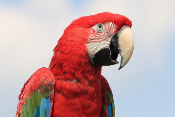 A portrait of a Red-and-green Macaw against a blue sky
