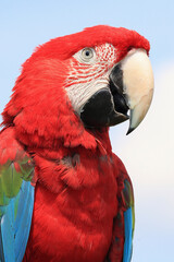 A portrait of a Red-and-green Macaw against a blue sky
