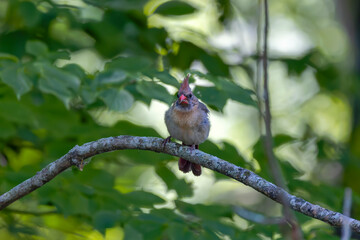 The female northern cardinal brings feeding for the young