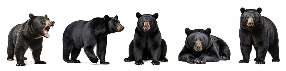 Wildlife animals bears banner panorama long - Collection of standing, sitting, screaming, lying group of american black bear (Ursus americanus), isolated on white background (Generative Ai) - obrazy, fototapety, plakaty