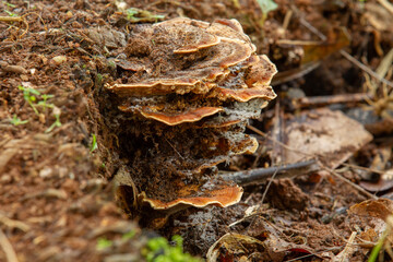Mushroom on the ground, mushroom closeup 