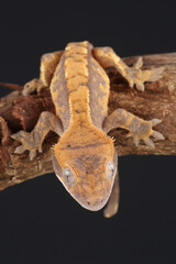 A portrait of a Crested Gecko against a black background
