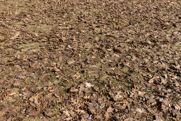 old leaves fallen in autumn on the ground in the spring season