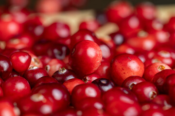 Red ripe cranberries harvested in swamps