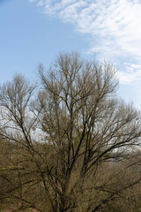 trees of different varieties in the spring season