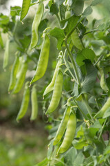 Green pea pod on plant close up. Many pea pods, growing organic food outdoor in garden