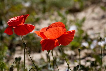 Nice poppy field on a sunny day