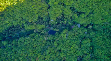 Mountain lake among the forests in the mountains view from a drone from above, trees in green foliage. beautiful landscape in the evening light.