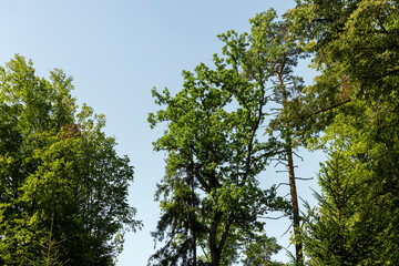 tall trees in the summer