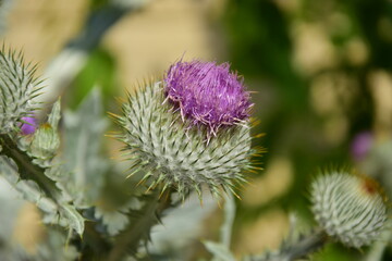 thistle in bloom
